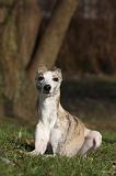 WHIPPET 421